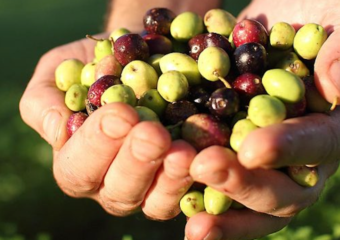 Lernen Sie die Bosana kennen!