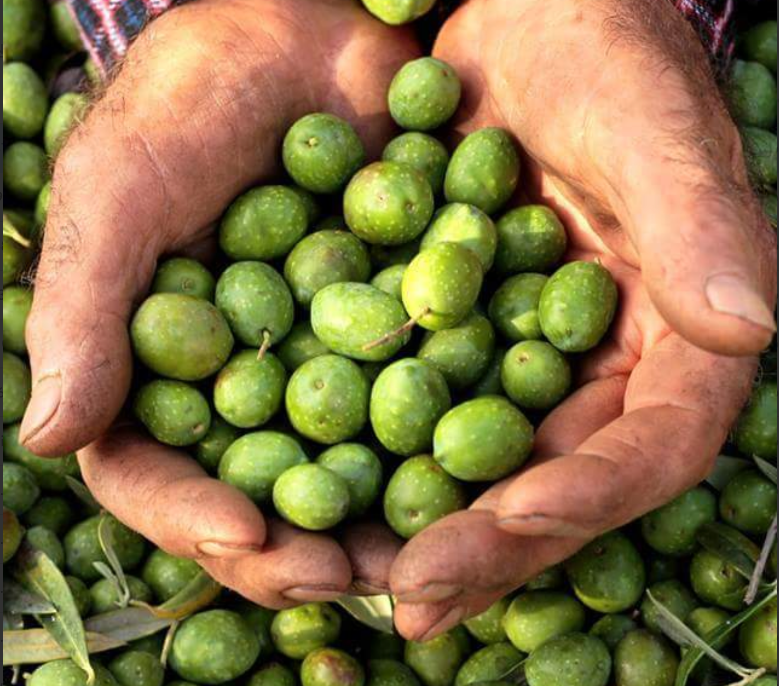 Lerne die Itrana kennen