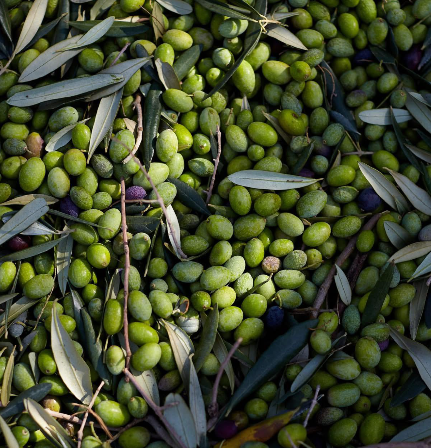 Lernen Sie die Coratina kennen
