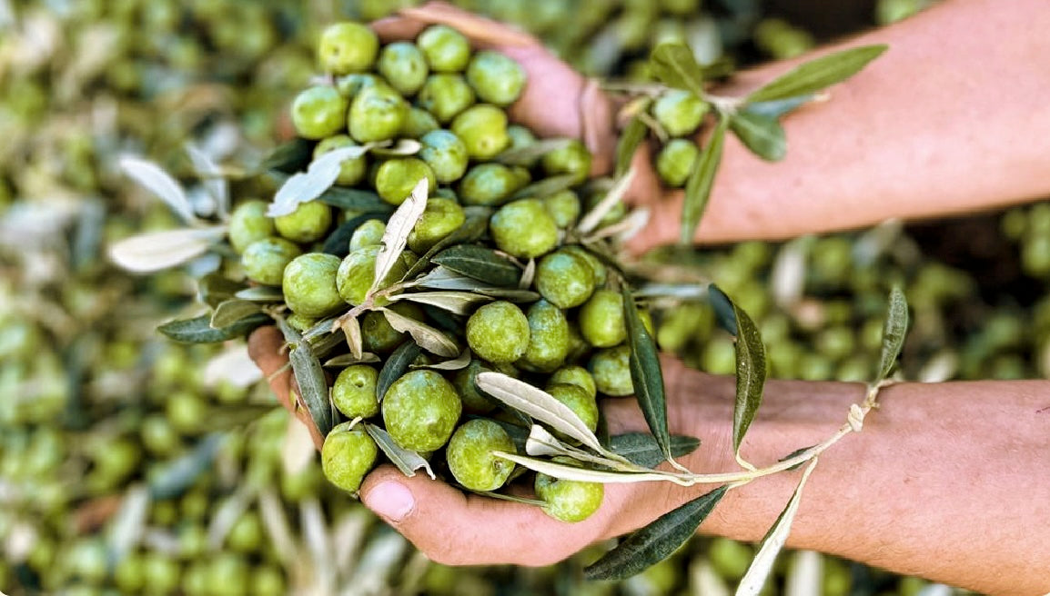 Get to know the Nocellara del Belice