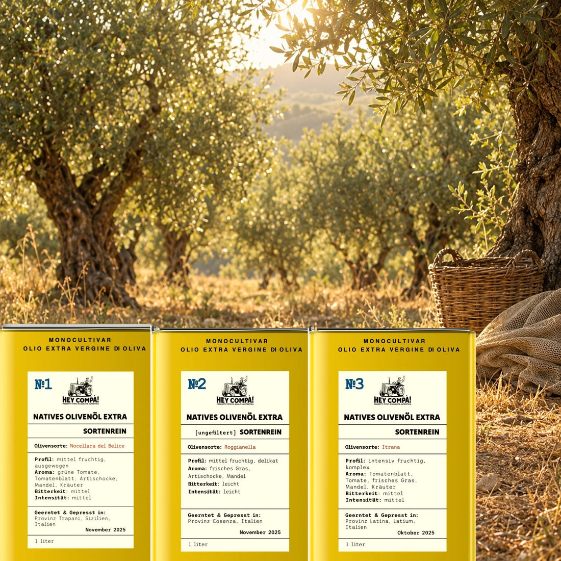 Verkostungsset mit drei Dosen sortenreinem Olivenöl No1 Nocellara del Belice, No2 Roggianella und No3 Itrana, aufgestellt in einem italienischen Olivenhain im Abendlicht